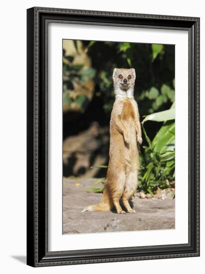 Yellow Mongoose Standing Alert on Back Legs-null-Framed Photographic Print