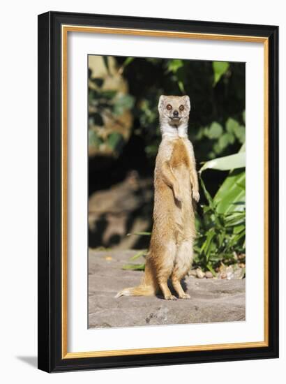 Yellow Mongoose Standing Alert on Back Legs-null-Framed Photographic Print