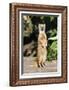 Yellow Mongoose Standing Alert on Back Legs-null-Framed Photographic Print