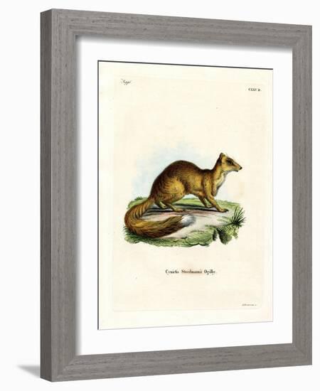 Yellow Mongoose-null-Framed Giclee Print