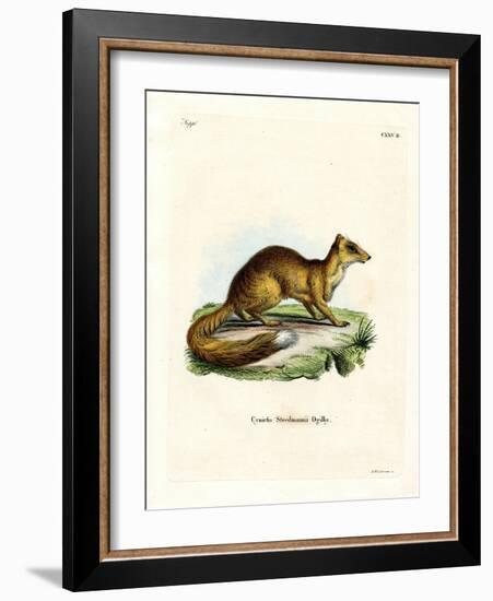 Yellow Mongoose-null-Framed Giclee Print