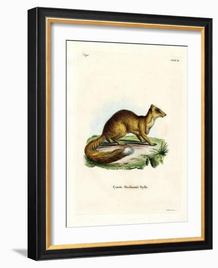 Yellow Mongoose-null-Framed Giclee Print