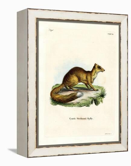 Yellow Mongoose-null-Framed Premier Image Canvas