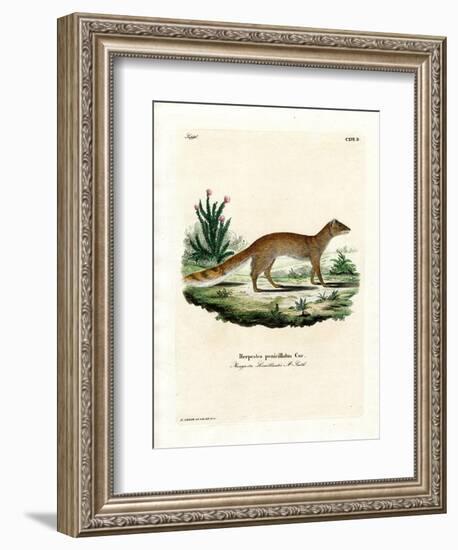 Yellow Mongoose-null-Framed Giclee Print