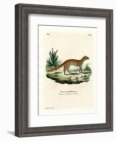 Yellow Mongoose-null-Framed Giclee Print