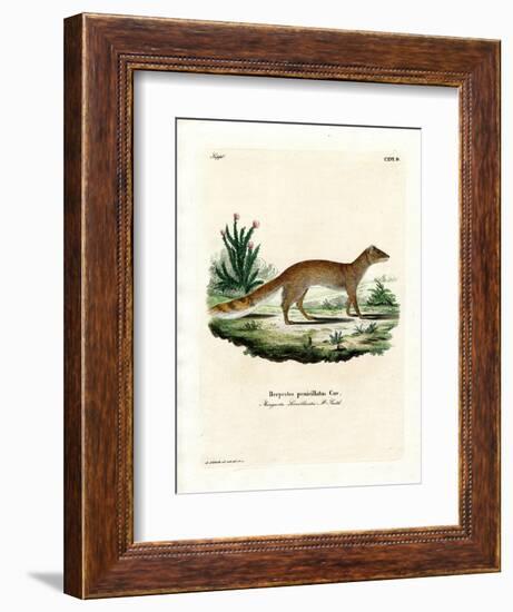 Yellow Mongoose-null-Framed Giclee Print