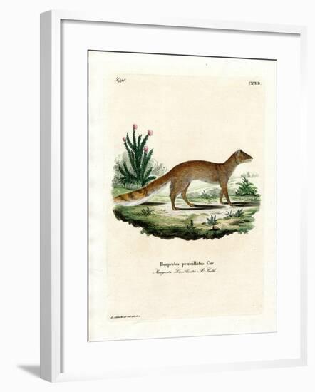 Yellow Mongoose-null-Framed Giclee Print