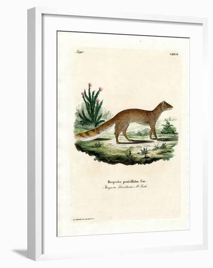 Yellow Mongoose-null-Framed Giclee Print