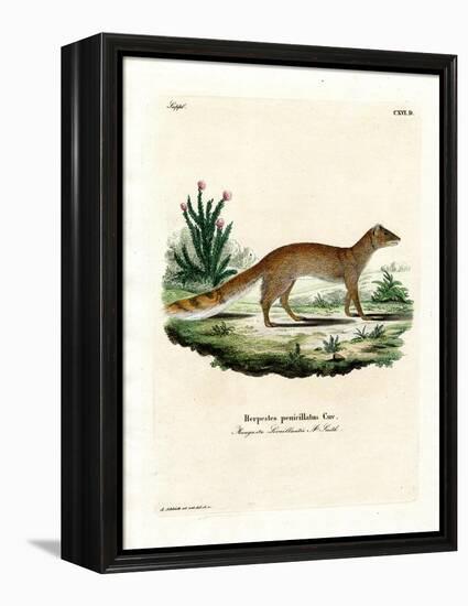 Yellow Mongoose-null-Framed Premier Image Canvas