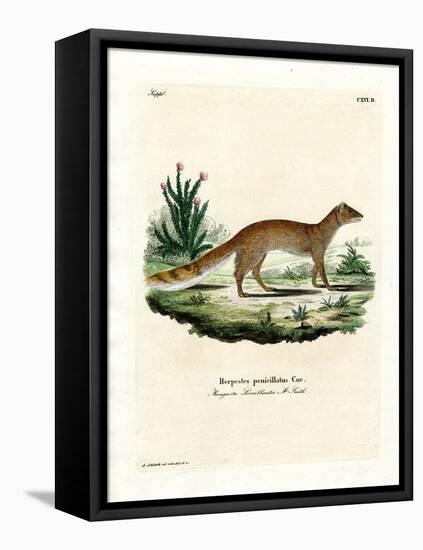 Yellow Mongoose-null-Framed Premier Image Canvas