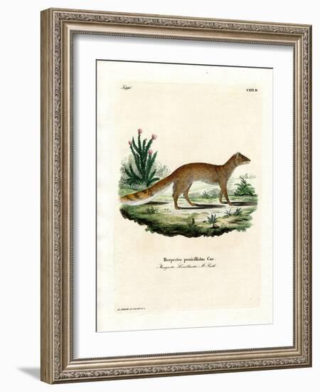 Yellow Mongoose-null-Framed Giclee Print