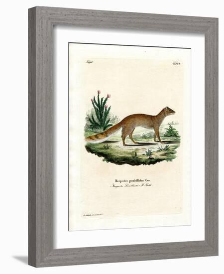 Yellow Mongoose-null-Framed Giclee Print