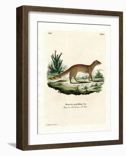 Yellow Mongoose-null-Framed Giclee Print