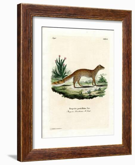 Yellow Mongoose-null-Framed Giclee Print