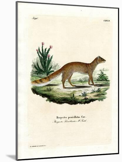 Yellow Mongoose-null-Mounted Giclee Print