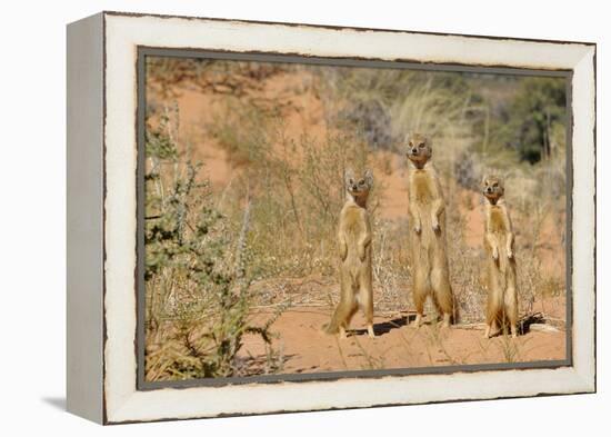 Yellow Mongooses (Cynictis Penicillata) Standing Alert, Kgalagadi National Park, South Africa-Dave Watts-Framed Premier Image Canvas