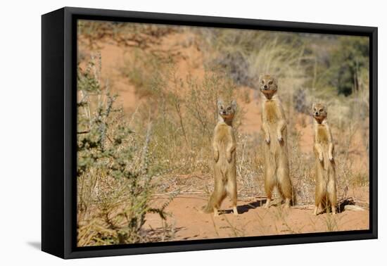 Yellow Mongooses (Cynictis Penicillata) Standing Alert, Kgalagadi National Park, South Africa-Dave Watts-Framed Premier Image Canvas