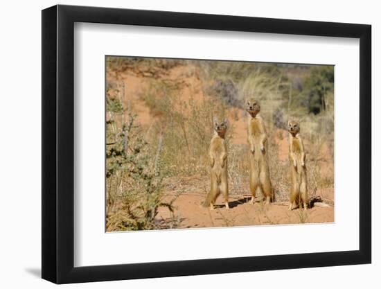 Yellow Mongooses (Cynictis Penicillata) Standing Alert, Kgalagadi National Park, South Africa-Dave Watts-Framed Photographic Print