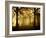 Yellow Morning-Philippe Manguin-Framed Photographic Print