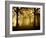 Yellow Morning-Philippe Manguin-Framed Photographic Print