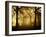 Yellow Morning-Philippe Manguin-Framed Photographic Print