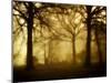 Yellow Morning-Philippe Manguin-Mounted Photographic Print