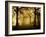 Yellow Morning-Philippe Manguin-Framed Photographic Print