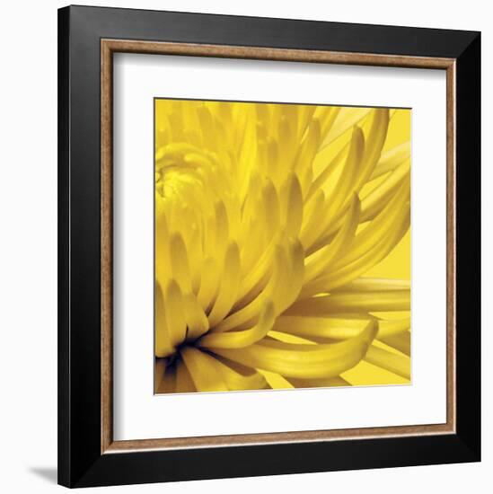 Yellow Mum 2-Jenny Kraft-Framed Art Print