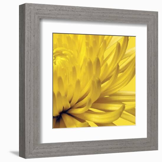 Yellow Mum 2-Jenny Kraft-Framed Art Print