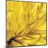 Yellow Mum 2-Jenny Kraft-Mounted Art Print