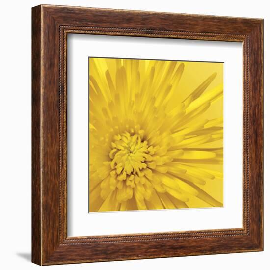 Yellow Mum 3-Jenny Kraft-Framed Art Print