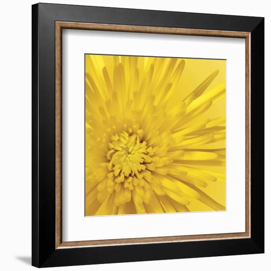 Yellow Mum 3-Jenny Kraft-Framed Art Print