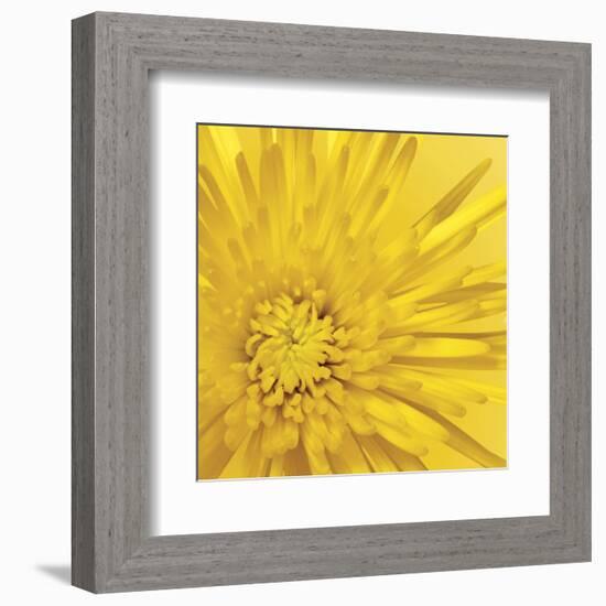 Yellow Mum 3-Jenny Kraft-Framed Art Print