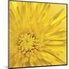 Yellow Mum 3-Jenny Kraft-Mounted Art Print