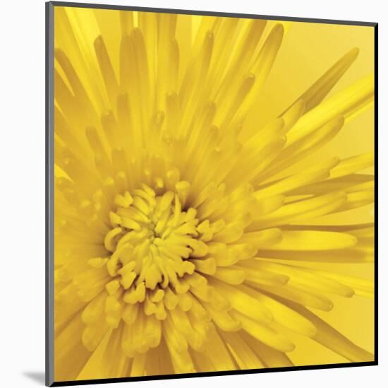 Yellow Mum 3-Jenny Kraft-Mounted Art Print