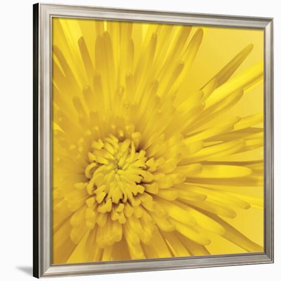 Yellow Mum 3-Jenny Kraft-Framed Giclee Print