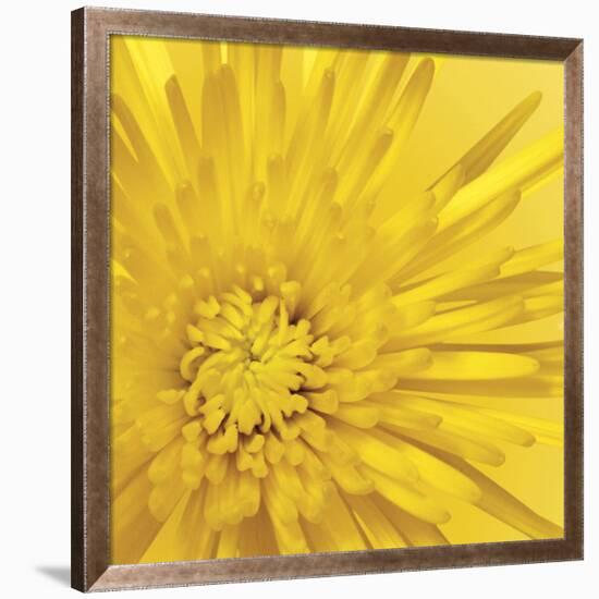 Yellow Mum 3-Jenny Kraft-Framed Giclee Print