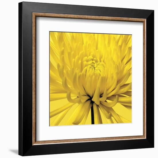 Yellow Mum 4-Jenny Kraft-Framed Art Print