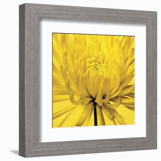 Yellow Mum 4-Jenny Kraft-Framed Art Print