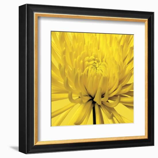 Yellow Mum 4-Jenny Kraft-Framed Art Print