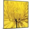 Yellow Mum 4-Jenny Kraft-Mounted Art Print