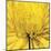 Yellow Mum 4-Jenny Kraft-Mounted Art Print