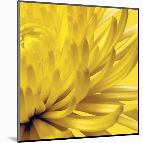 Yellow Mum II-Jenny Kraft-Mounted Giclee Print