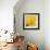 Yellow Mum II-Jenny Kraft-Framed Giclee Print displayed on a wall