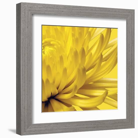 Yellow Mum II-Jenny Kraft-Framed Giclee Print