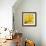 Yellow Mum II-Jenny Kraft-Framed Giclee Print displayed on a wall