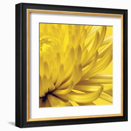 Yellow Mum II-Jenny Kraft-Framed Giclee Print