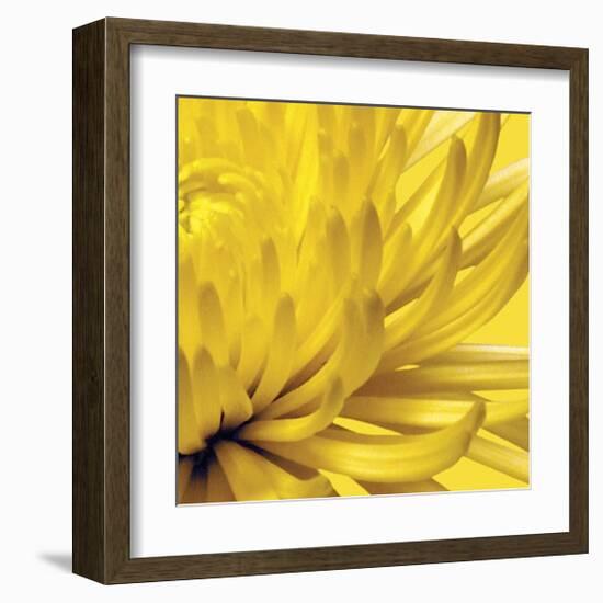 Yellow Mum II-Jenny Kraft-Framed Giclee Print