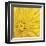 Yellow Mum III-Jenny Kraft-Framed Giclee Print