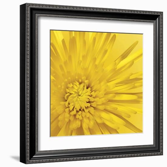 Yellow Mum III-Jenny Kraft-Framed Giclee Print